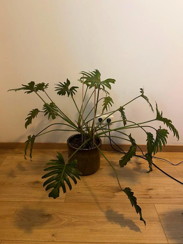 Philodendron Selloum - Prachtige kamerplant!, Huis en Inrichting, Kamerplanten, Overige soorten, Minder dan 100 cm, Groene kamerplant