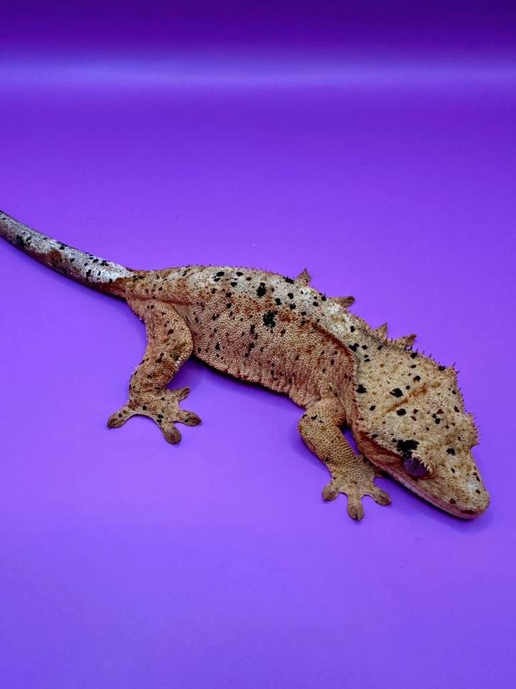 Wimpergekko vrouw super dalmatian