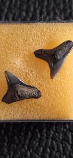 Kleine fossiele haaientanden uit Calvert, USA, Ophalen of Verzenden, Fossiel