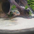 2 vuurkeelcichlide ellioti, Vis