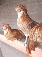 Baardkuif haan, Dieren en Toebehoren, Mannelijk, Kip