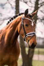 NIEUW Hoofdstel Bruin Leder - Wit onderlegd met Lak, Dieren en Toebehoren, Dressuur, Bitsnbridles.eu@outlook.com, Nieuw, Tijnjeweg 37, Gersloot