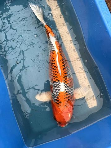 Konishi Karashi-Kujaku Sansai 65cm! beschikbaar voor biedingen