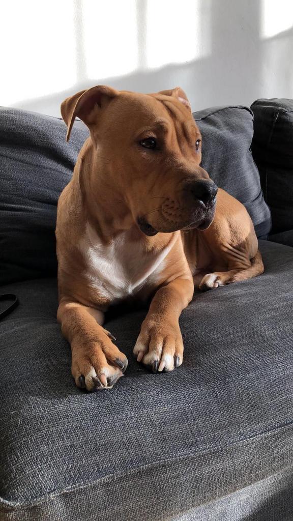 Lieve Amerikaanse Stafford  (6,5 jaar) zoekt nieuw thuis, Dieren en Toebehoren, Honden | Jack Russells en Terriërs, Reu, American Staffordshire Terriër