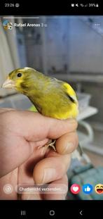 Raszuivere Timbrado zang kanaries, Meerdere dieren, Zangkanarie