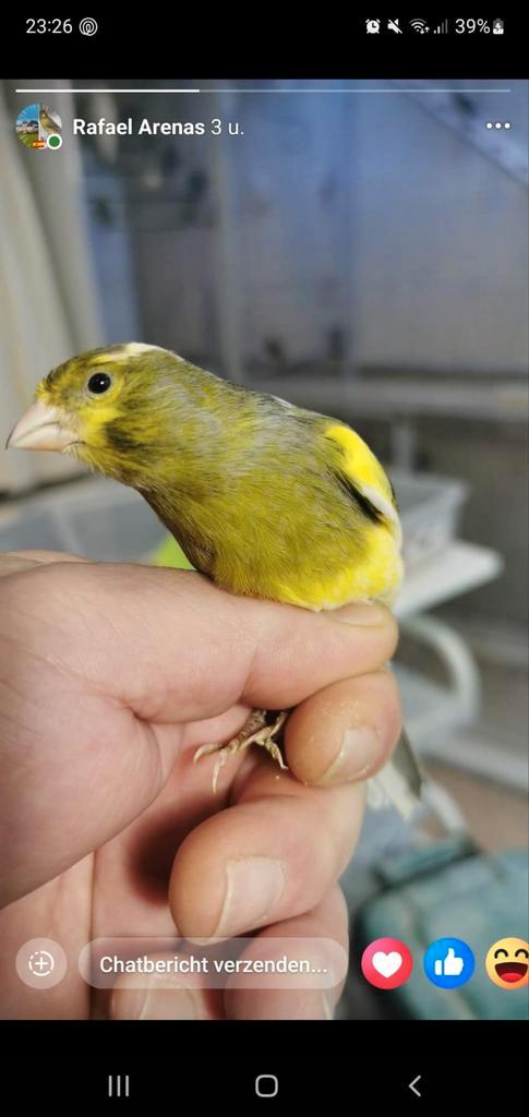 Raszuivere Timbrado zang kanaries, Dieren en Toebehoren, Vogels | Kanaries, Zangkanarie, Meerdere dieren