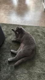 Kater, Dieren en Toebehoren, Katten en Kittens | Overige Katten, Kater, Kortharig, 3 tot 5 jaar