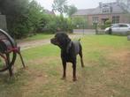 STAAT TER DEKKING KERNGEZONDE ROTTWEILLER DEK REU! ! !, Dieren en Toebehoren, Rabiës (hondsdolheid), Reu, Eén hond, 3 tot 5 jaar