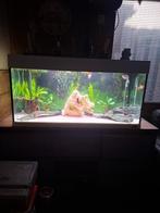 Aquarium 100x50x50, Vis, Zoetwatervis