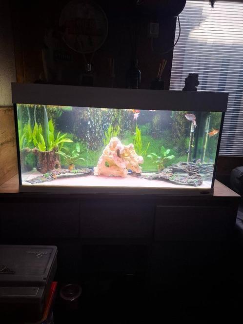 Aquarium 100x50x50, Dieren en Toebehoren, Vissen | Aquariumvissen, Zoetwatervis, Vis
