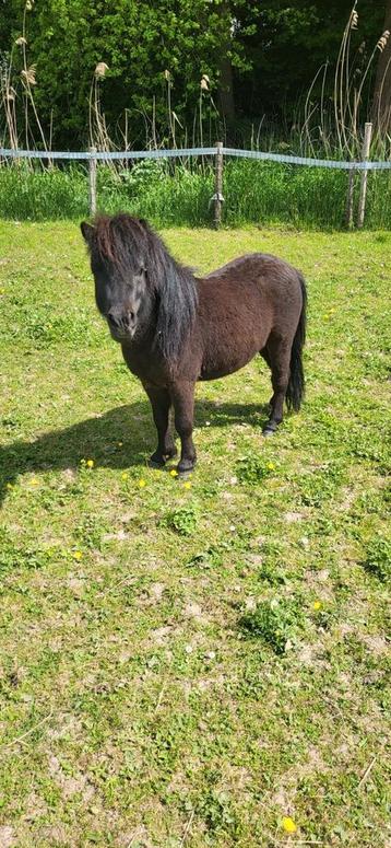 Verzorgpony aangeboden verzorgster gezocht  beschikbaar voor biedingen