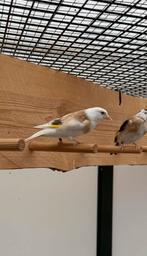 Major Putter Pop Te Koop, Dieren en Toebehoren, Vogels | Overige Vogels, Vrouwelijk, Wildzangvogel, Geringd