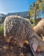 Angora geit, Dieren en Toebehoren, Schapen, Geiten en Varkens
