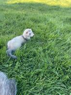 fretten., Dieren en Toebehoren, Juni, Meerdere dieren