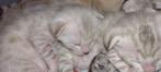 Savannah kitten F7 zuiver ras met stamboom, kleur snow., Dieren en Toebehoren, Katten en Kittens | Raskatten | Korthaar, Kater