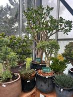 Crassula Ovata Geldboom - Groot & Klein, Ophalen, Vetplant, 100 tot 150 cm, In pot
