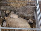 Shropshire ooien met lammeren, Dieren en Toebehoren, Schapen, Geiten en Varkens, Schaap, Vrouwelijk