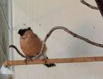 1 koppel noorse goudvinken., Dieren en Toebehoren, Meerdere dieren, Wildzangvogel