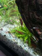 Jonge rode vuurgarnalen, Dieren en Toebehoren, Vissen | Aquariumvissen, Kreeft, Krab of Garnaal