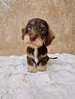 Ruwhaar dwerg teckel pups, Dieren en Toebehoren, Honden | Teckels en Dashonden, Nederland, Reu, CDV (hondenziekte), 8 tot 15 weken
