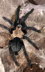 Cyriopagopus sp. Hati Hati tarantula spin, Dieren en Toebehoren, Insecten en Spinnen, Spin of Schorpioen