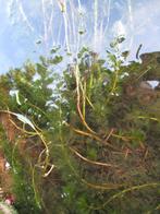 Waterpest "Flora Densa"., Ophalen, Gebruikt, Overige typen