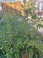 Te koop Steeneik struik, Tuin en Terras, Planten | Struiken en Hagen, Ophalen of Verzenden, Overige soorten, 100 tot 250 cm