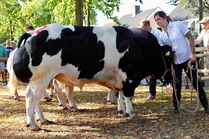 Belgisch blauw Dikbil zeer luxe dekstier, Dieren en Toebehoren, Runderen, Mannelijk, 0 tot 2 jaar