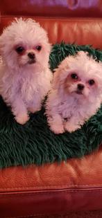 Leuke boomer pups, Dieren en Toebehoren, Overige rassen, CDV (hondenziekte), 8 tot 15 weken, Teef