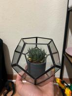 Leuke Vetplant in Terrarium, Huis en Inrichting, Kamerplanten, Ophalen, Vetplant, Halfschaduw, In pot