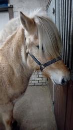 Supper mooie lieve 2 jarige fjorden hengst, Ophalen of Verzenden