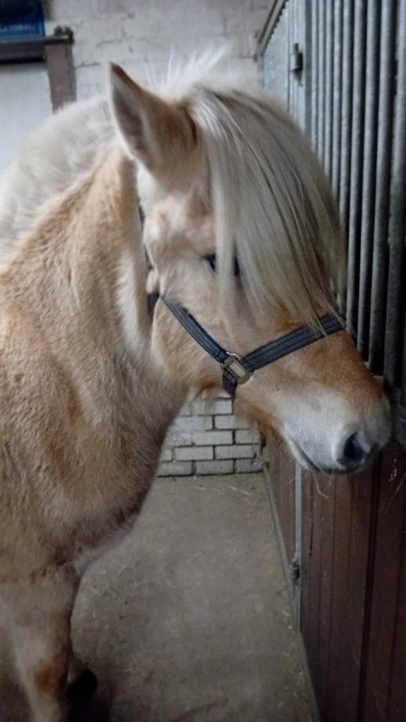 Supper mooie lieve 2 jarige fjorden hengst, Dieren en Toebehoren, Paarden en Pony's | Verzorgingsproducten, Ophalen of Verzenden