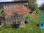 Japanse esdoorn (Acer palmatum var. dissectum), Tuin en Terras, Planten | Bomen, Halfschaduw, Overige soorten, Lente, 100 tot 250 cm