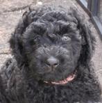 Nog twee Barbet puppies met stamboom te koop, Dieren en Toebehoren, Overige rassen, CDV (hondenziekte), 8 tot 15 weken, Teef