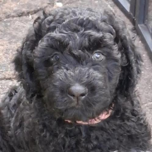 Nog twee Barbet puppies met stamboom te koop, Dieren en Toebehoren, Honden | Retrievers, Spaniëls en Waterhonden, Teef, Overige rassen