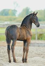 Super stoer groot 2e premie fries hengstveulen!, Dieren en Toebehoren, Hengst, Dressuurpaard, 0 tot 2 jaar