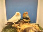 Koppel zebravinken, Dieren en Toebehoren, Vogels | Overige Vogels, Meerdere dieren, Tropenvogel