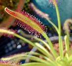 Drosera capensis, kaapse zonnedauw vleesetende plant, Overige soorten, Minder dan 100 cm, Ophalen of Verzenden, Bloeiende kamerplant