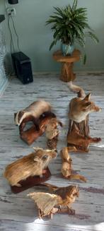 Taxidermie dieren verzameling, Verzamelen, Ophalen of Verzenden