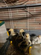 Hennen, Kippen - Usa zijdehoen, Brahma groot cochin kriel, Dieren en Toebehoren, Vrouwelijk