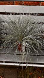 Festuca Glauca - Blauw Schapengras, Ophalen, Volle zon, Vaste plant, Siergrassen