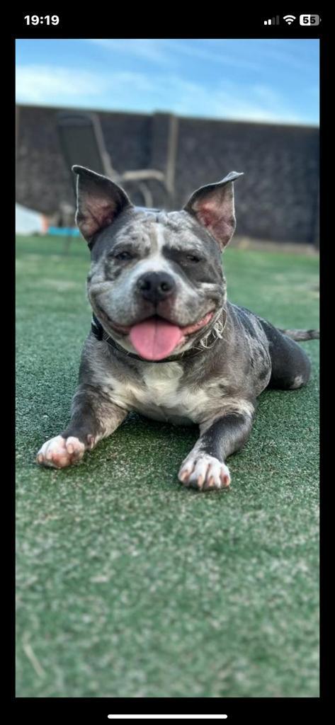 Pocket bully teefje 3 jr merle, Dieren en Toebehoren, Honden | Bulldogs, Pinschers en Molossers, Teef, Overige rassen, Particulier
