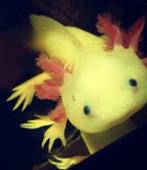Gezocht mannelijke axolotl, Dieren en Toebehoren, Vissen | Aquariumvissen, Vis