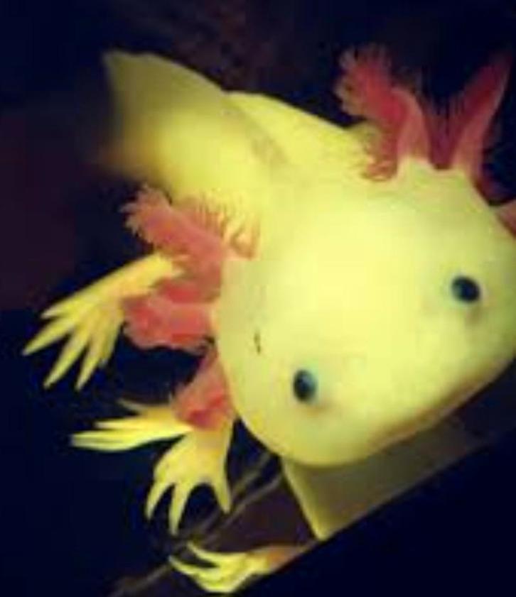 Gezocht mannelijke axolotl, Dieren en Toebehoren, Vissen | Aquariumvissen, Vis