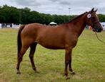 New Forest kroonmerrie, Dieren en Toebehoren, Pony's, Merrie, Niet van toepassing, C pony (1.27m tot 1.37m), 11 jaar of ouder