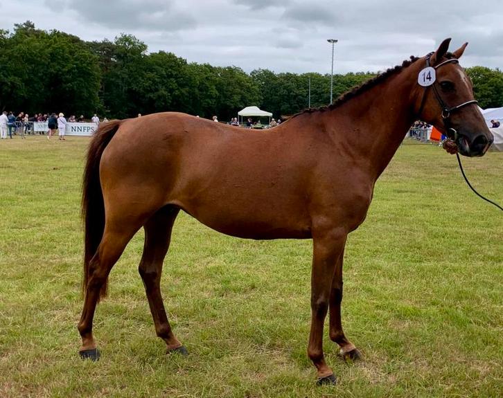 New Forest kroonmerrie, Dieren en Toebehoren, Pony's, Merrie, Niet van toepassing, C pony (1.27m tot 1.37m), 11 jaar of ouder
