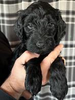 Labradoodle Pups Medium (Australian) - Kerst puppy, Overige rassen, 8 tot 15 weken, Meerdere, Meerdere dieren