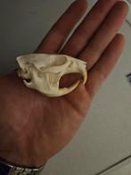 Muskusrat Schedel - Natuurlijke Historie, Verzamelen, Dierenverzamelingen, Ophalen of Verzenden