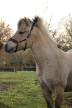 Lieve fjord ruin, Dieren en Toebehoren, Ruin, 3 tot 6 jaar, Ontwormd, Onbeleerd