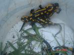 vuursalamanders, Dieren en Toebehoren, Reptielen en Amfibieën, Amfibie, Tam, 3 tot 6 jaar